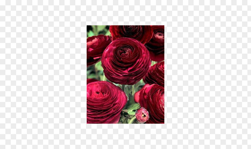 Flower Ranunculus Asiaticus Color Purple Garden Roses PNG
