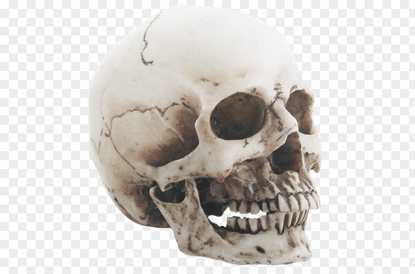 Skull Human Skeleton Jaw Head PNG