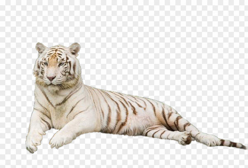 Tiger Lion Cat Clip Art PNG