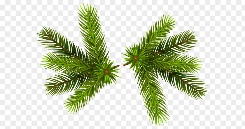 Tree Pine Clip Art PNG