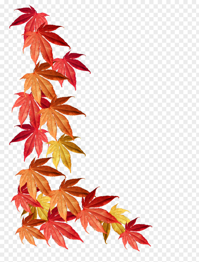 Autumn Leaves Borders And Frames Maple Leaf Color PNG