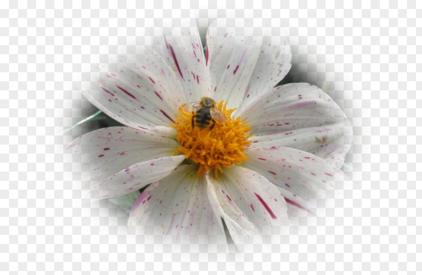 Bee Honey Nectar Desktop Wallpaper Close-up PNG