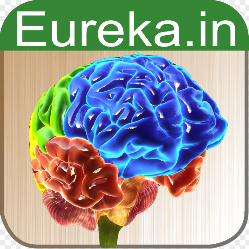 Brain Anatomy Function Biology App Store PNG