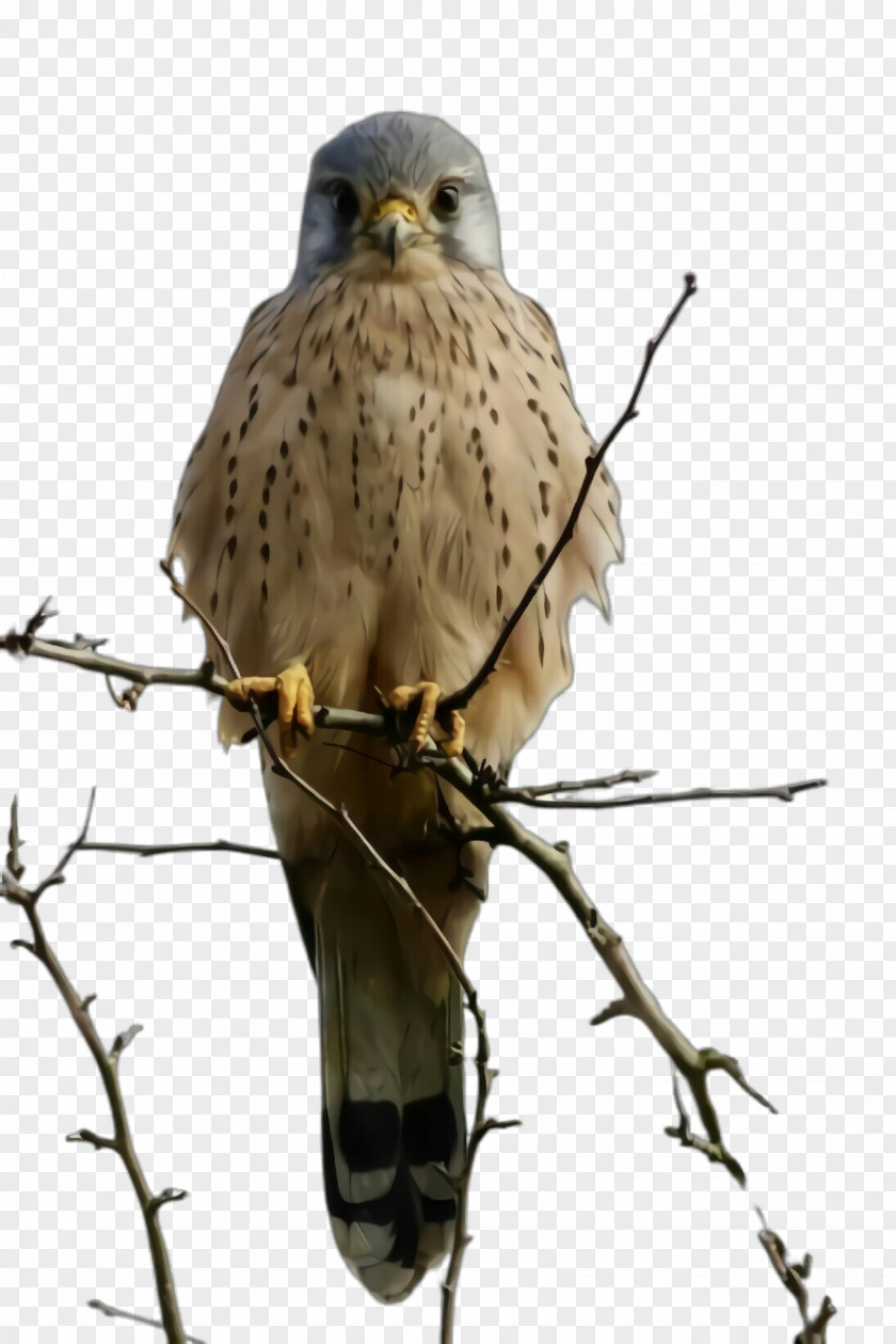 Coopers Hawk Accipitridae Bird Of Prey Beak Kite Falcon PNG
