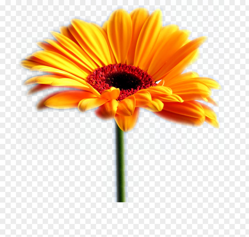 Flower Transvaal Daisy Common Sunflower Desktop Wallpaper Family PNG