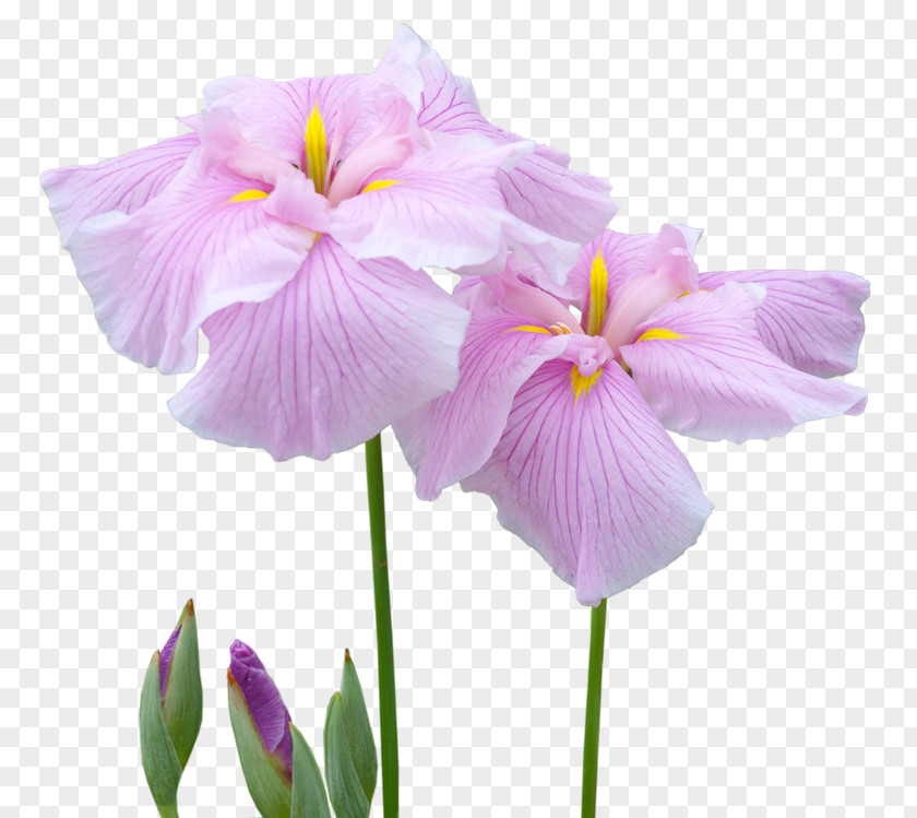 Iris Irises Cut Flowers Garden Roses PNG