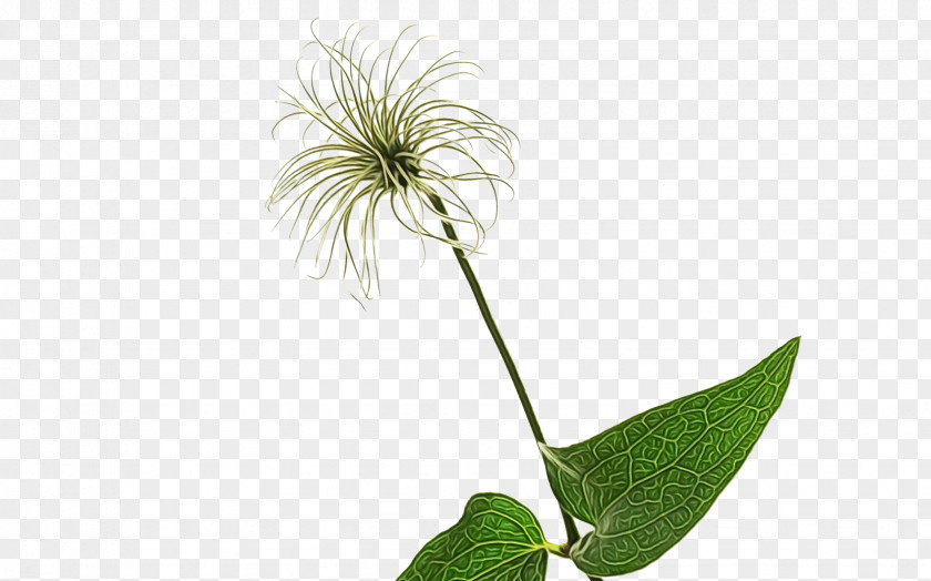 Plant Stem Leaf Flower M-tree Tree PNG