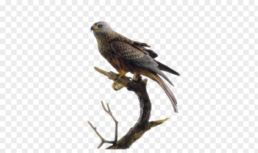 Falcon Le Gite Des Faucons **** Hawk Eagle Bird PNG