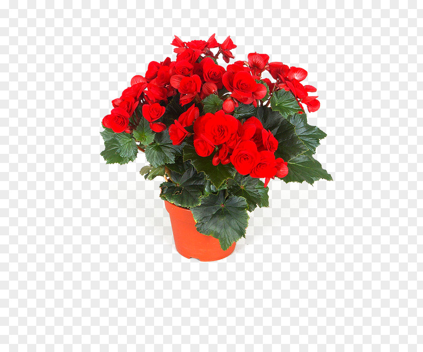 Flower Begonia Houseplant Garden PNG