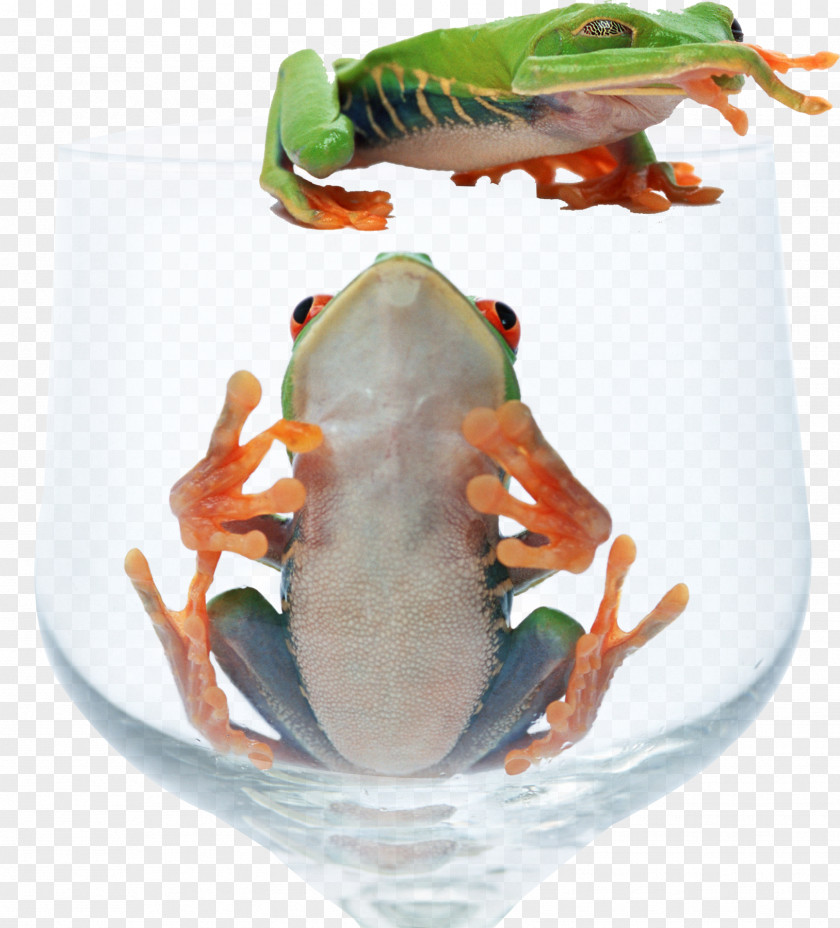 Glass Frog Red-eyed Tree Animal PNG