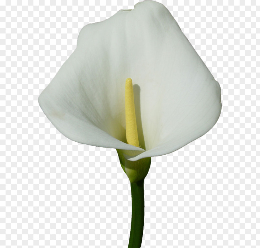 Lily Arum-lily Clip Art Bog Arum PNG