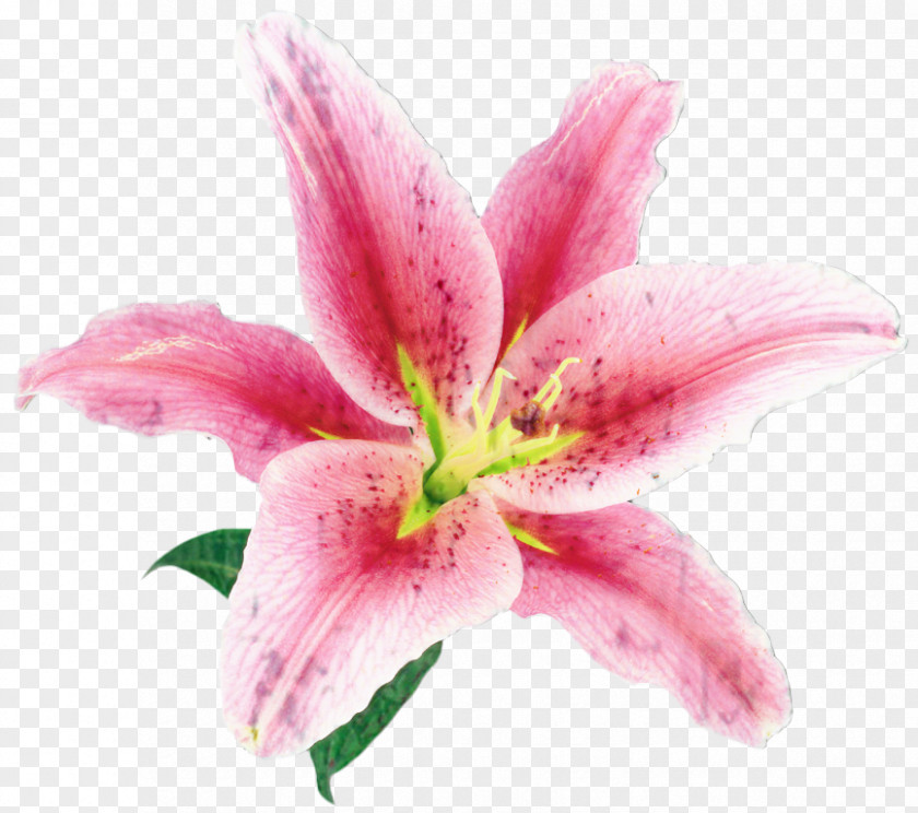 Perennial Plant Amaryllis Family Lily Flower Cartoon PNG