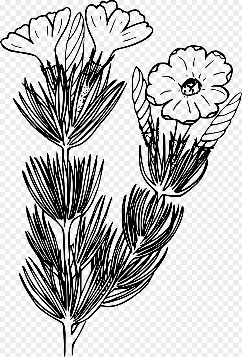 Flower Line Art Drawing Clip PNG