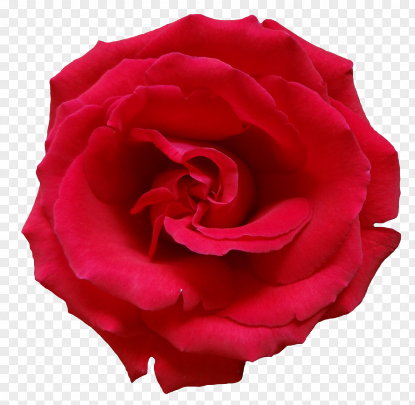Free Rose Pics Flower Clip Art PNG