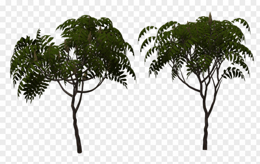 Leaf Arecaceae Tree Branching PNG