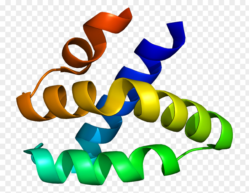 Leukemia Cells Granulysin GNLY Protein Immune System Wikipedia PNG