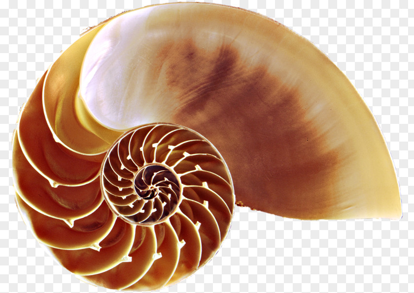 Nautilus Shells Seashell Chambered Nautilidae Conchology Evolution PNG