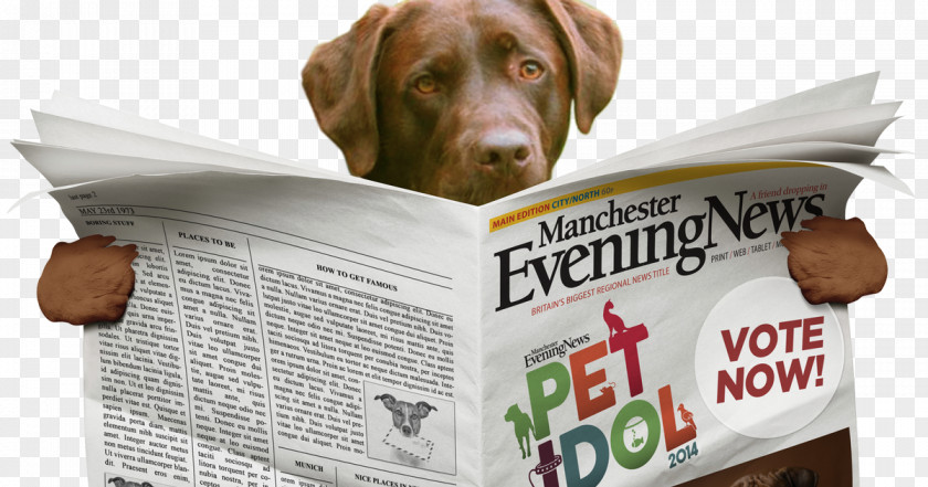 Reading Company Newspaper Dog Breed French Bulldog PNG