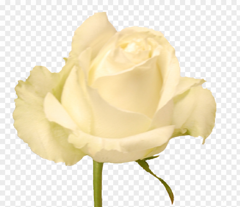 Rosas Blancas Garden Roses Cabbage Rose Cut Flowers Petal Bud PNG