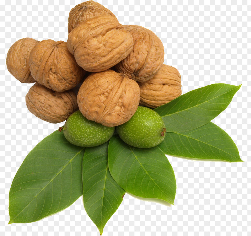 Walnut Fruit Image PNG