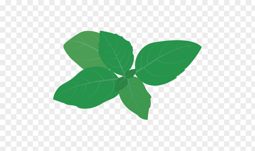 Basil Basilic Leaf Plant Stem Product Plants PNG