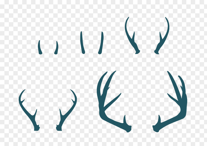 Deer Antlers White-tailed Elk PNG