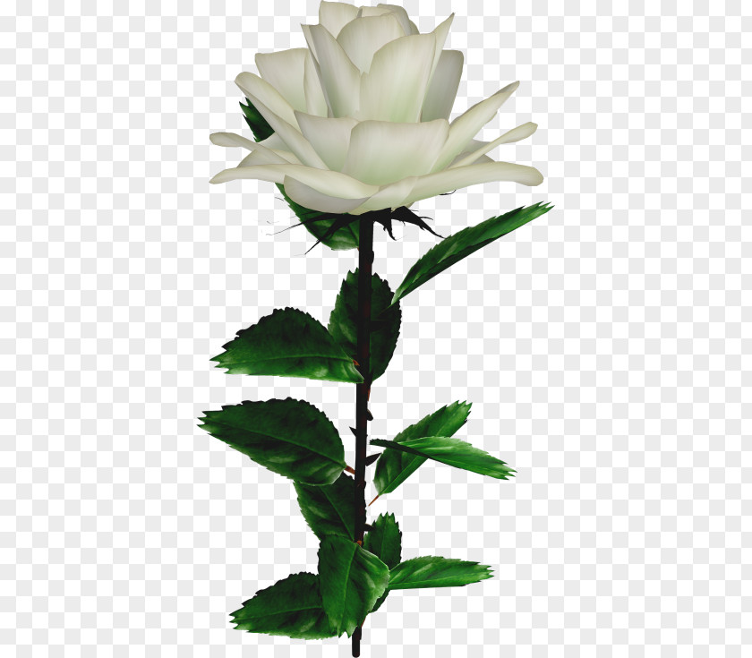 Flower Garden Roses Rosa × Alba PNG