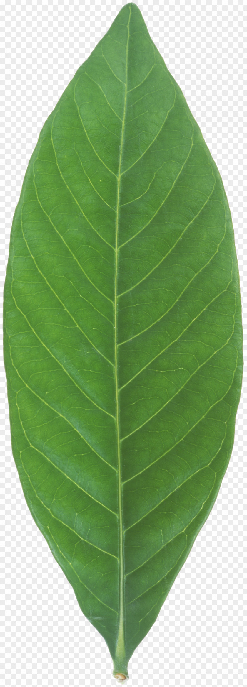Mint Leaf Banana Plant PNG
