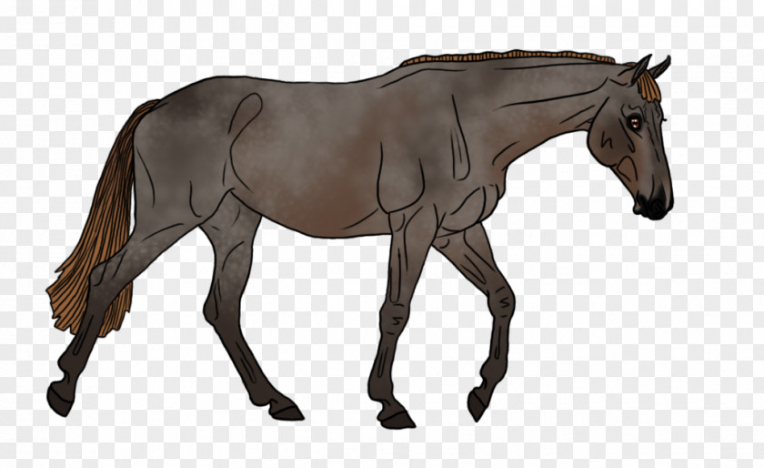 Mustang Foal Pony Rein Mare PNG