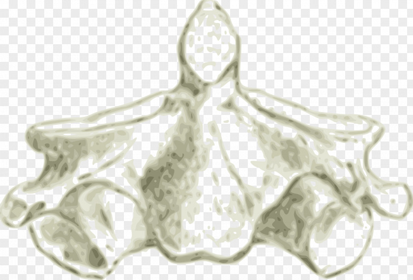 Skull Axis Cervical Vertebrae Human Vertebral Column Atlas PNG