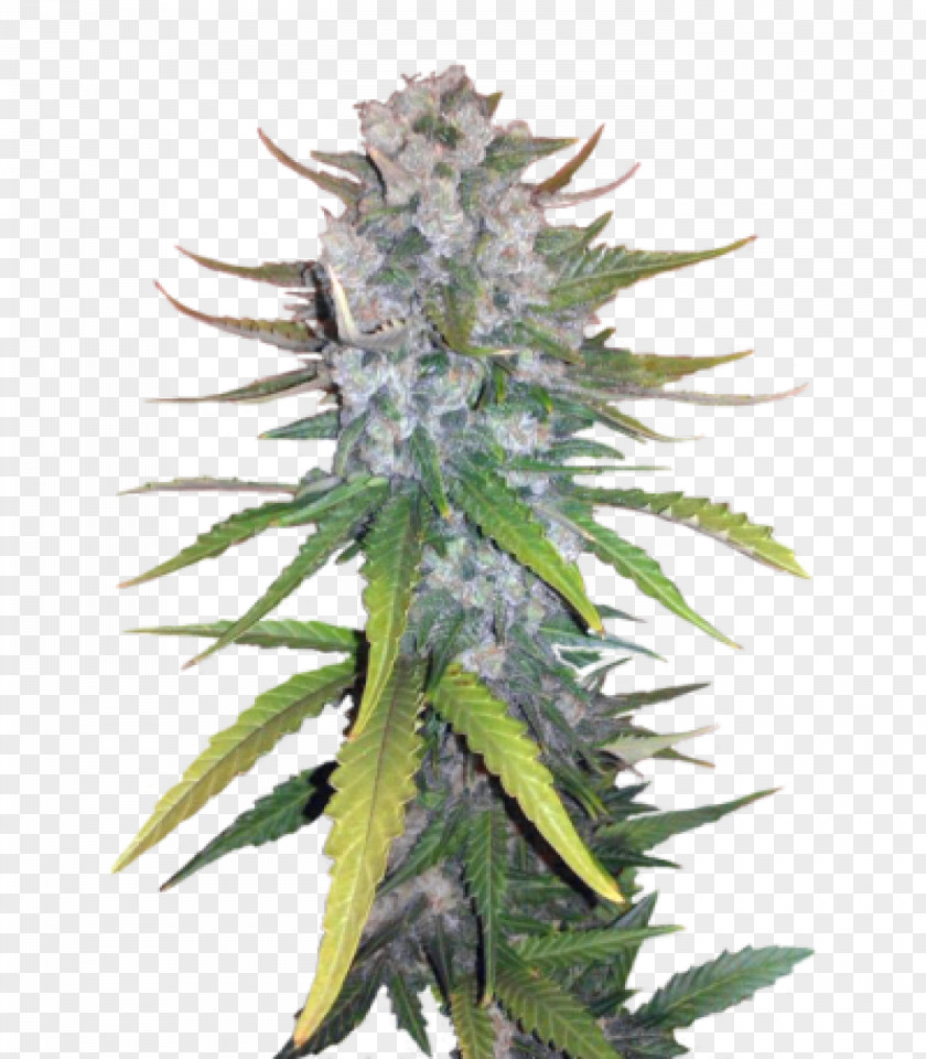 Cannabis Seed Bank Hemp Cultivar PNG