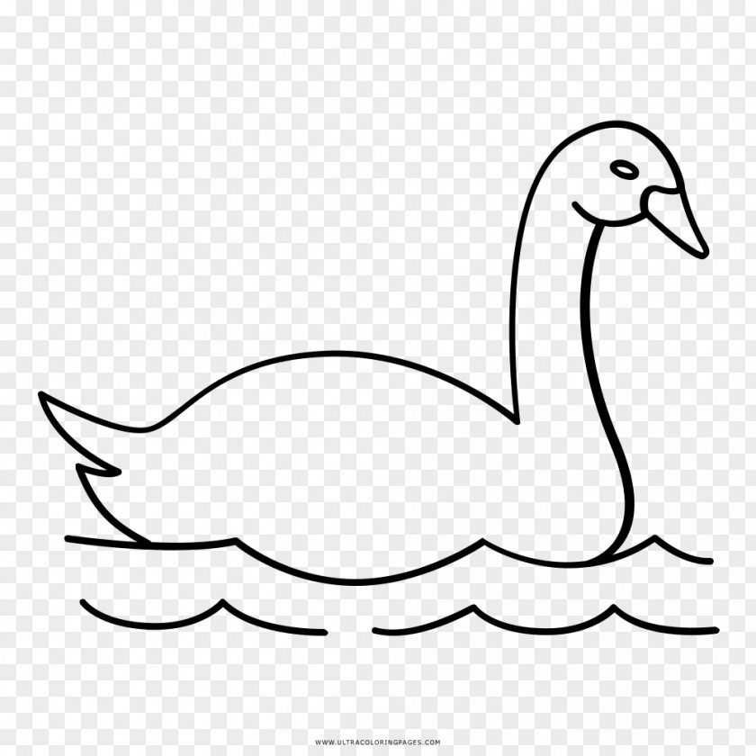 Duck Cygnini Goose Drawing Coloring Book PNG