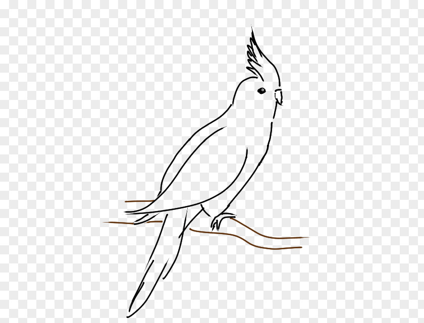 Bird Cockatiel Line Art Drawing Cockatoo Clip PNG