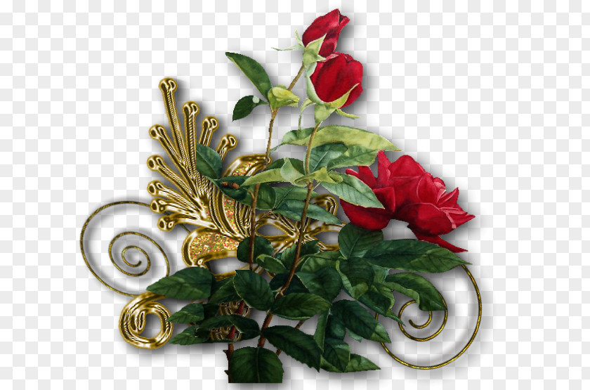 Flower Rose Family Cut Flowers Floral Design PNG