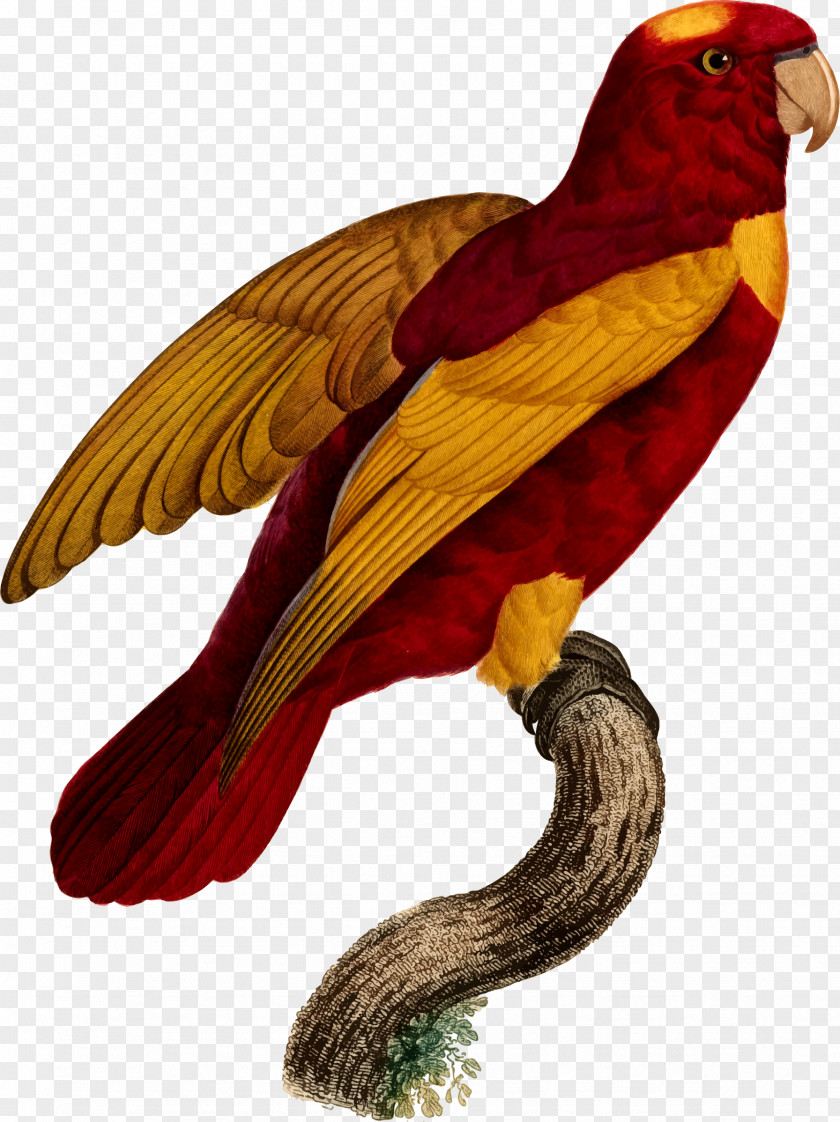Parrot Illustration Macaw Bird Beak PNG