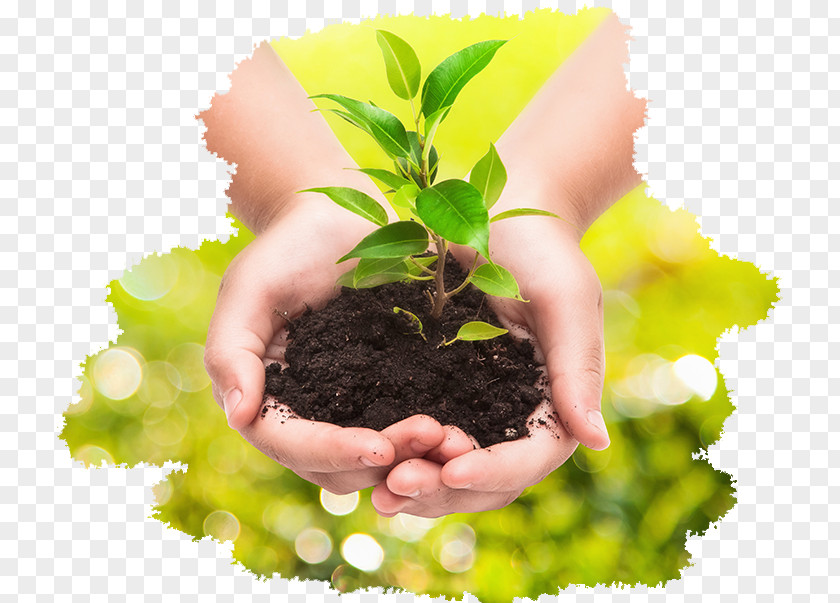 Plant Stock Photography Business Hand PNG