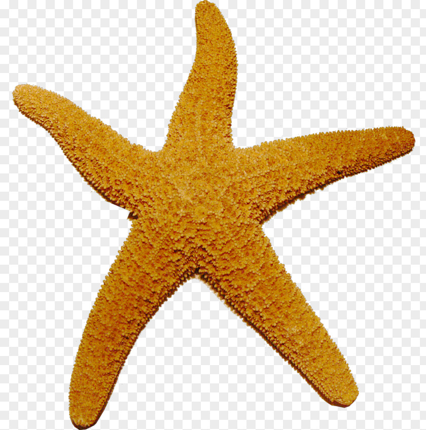 Starfish Clip Art PNG