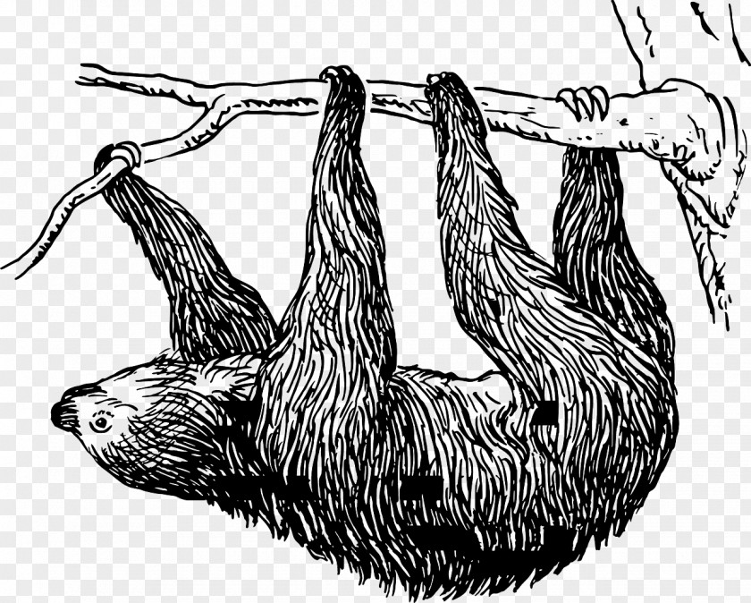 T-shirt Pygmy Three-toed Sloth Gift Zazzle PNG