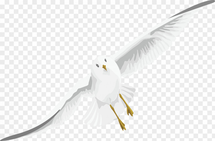 White Geese Fly Birds Vector Beak Bird Of Prey Feather Wing PNG