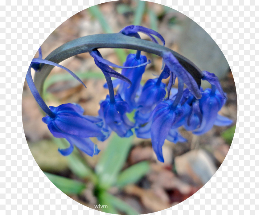 Bluebells Larkspur Wildflower PNG