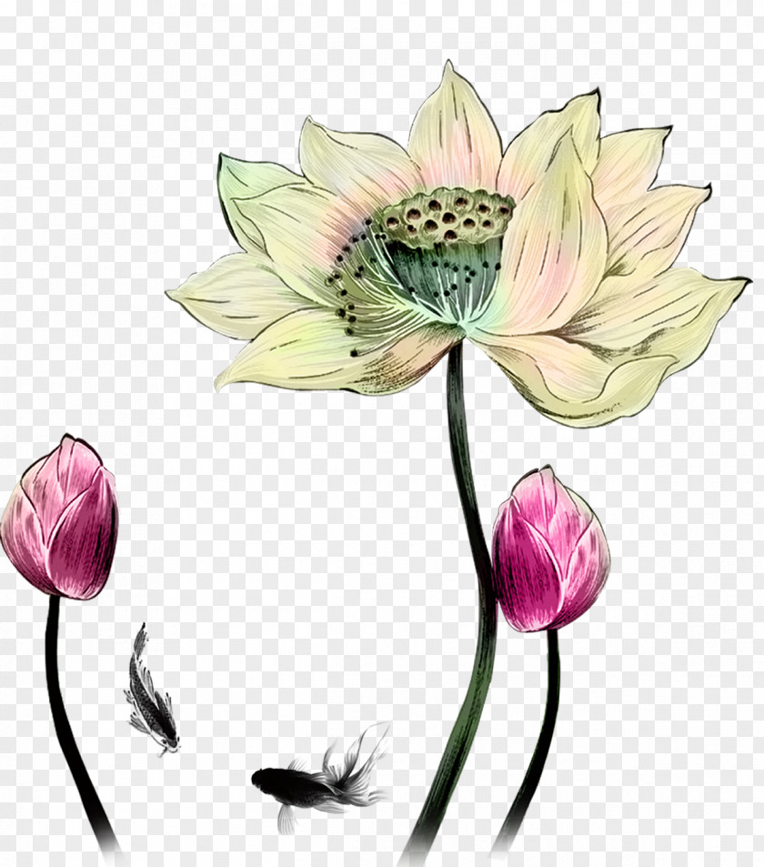 Hand Painted Oil Painting Lotus Drawing Designer PNG