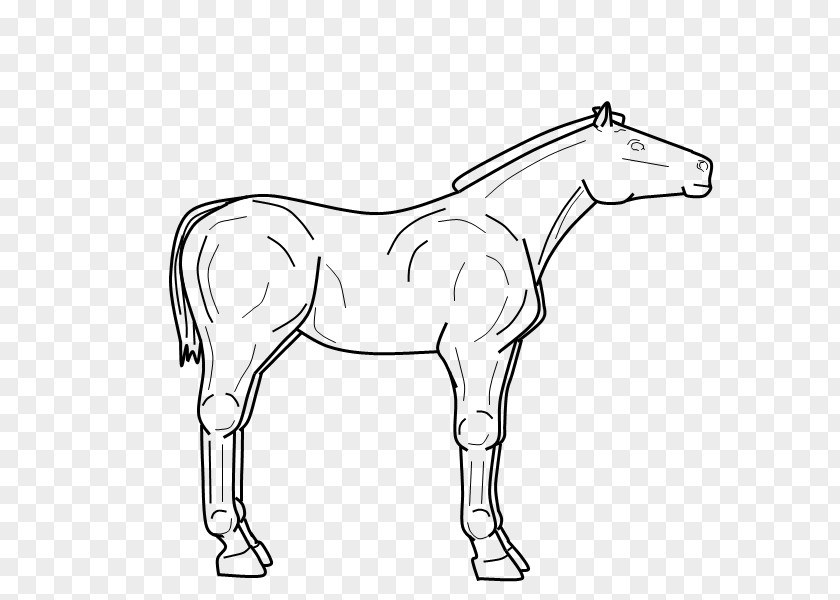 Lineart Mule Foal Stallion Bridle Colt PNG