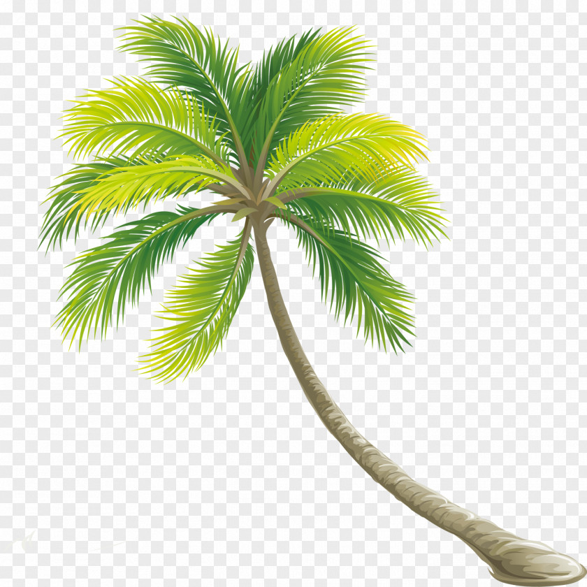 Palm Tree Color Shrub PNG