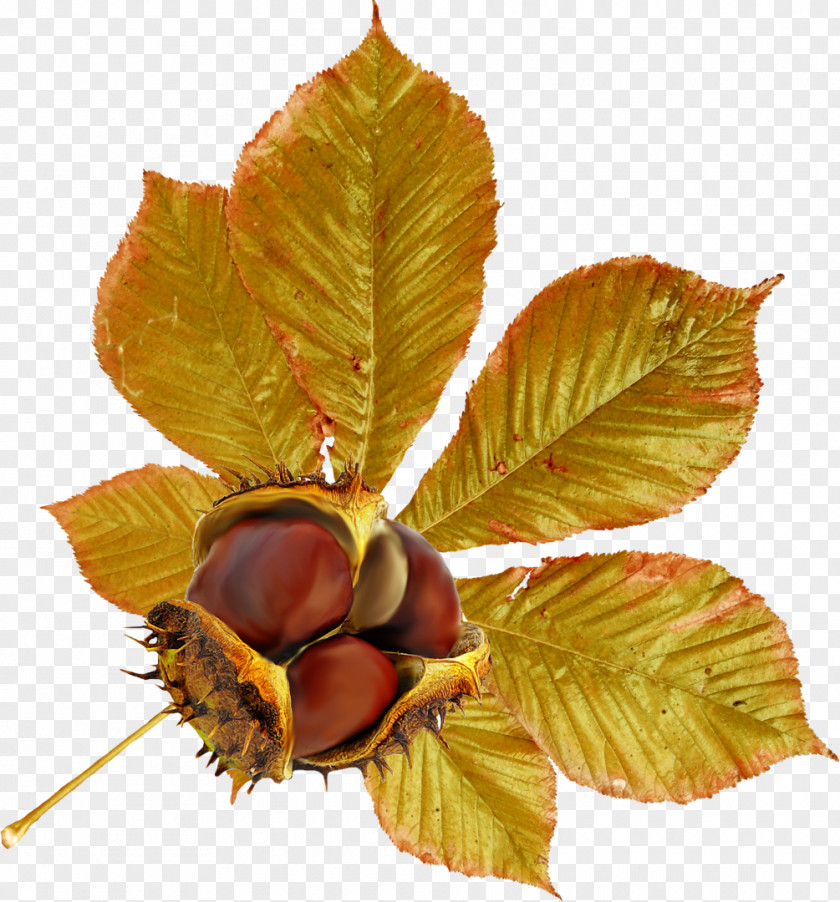 Peach Branch Chestnut Leaf Autumn Clip Art PNG