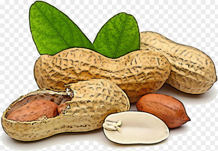 Peanut Plant Legume Nut Rock PNG