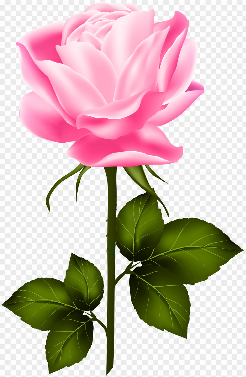 Pink Rose With Stem Clip Art Garden Roses Centifolia PNG