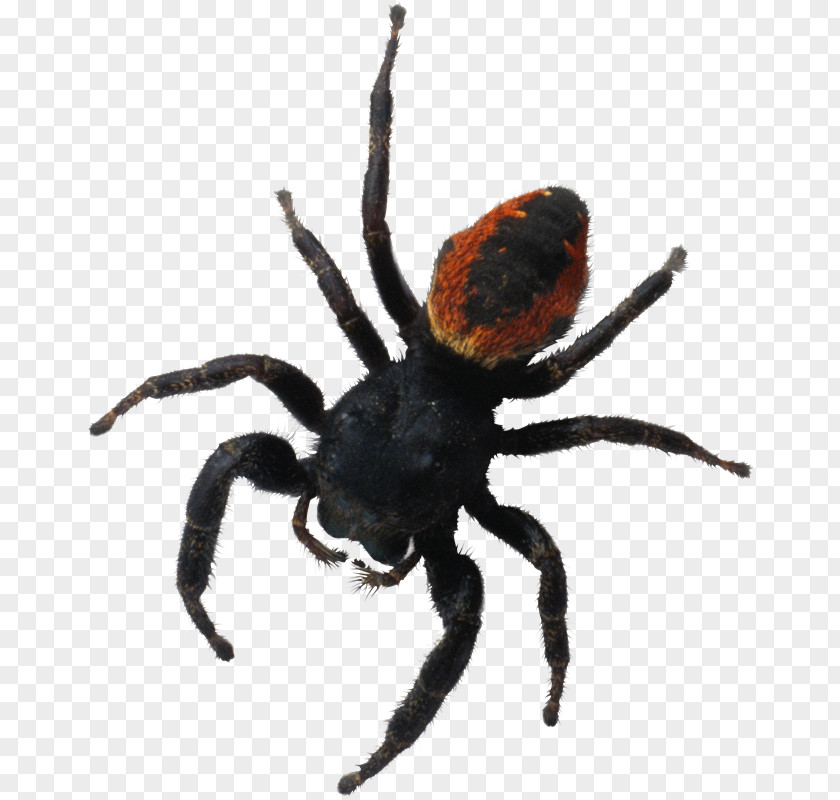 Spider Brachypelma Hamorii Auratum Southern Black Widow PNG