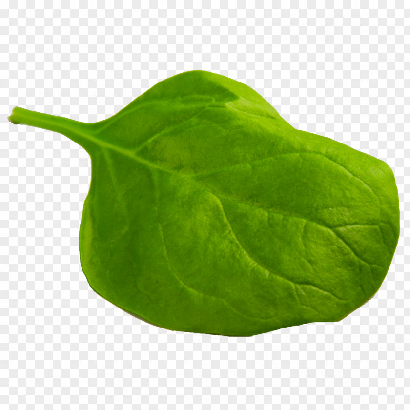Spinach Spanakopita Gumbo Omelette Leaf Vegetable PNG