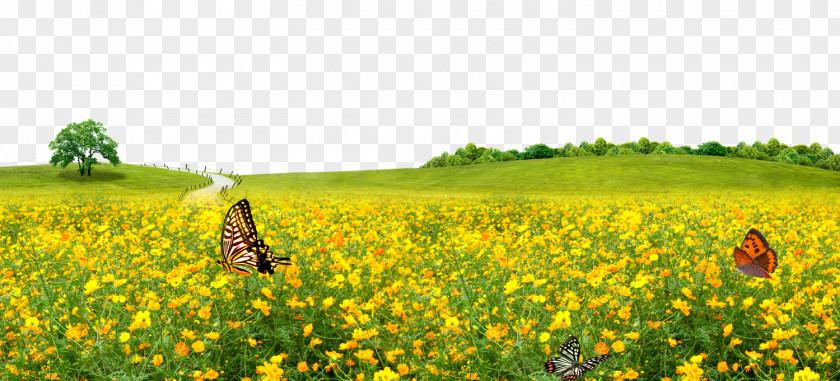 Canola Flower Background Lawn Meadow PNG