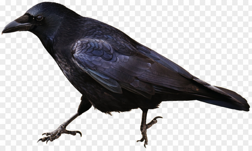 Common Raven Bird Carrion Crow Animal PNG